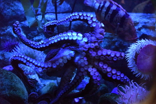 Filename=DSC_0286.JPG
Filesize=25535KiB
Dimensions=7360x4912
Date added=Sep 27, 2019 DSC_0286.JPG