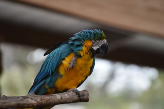 Filename=DSC_0308.JPG
Filesize=16951KiB
Dimensions=7360x4912
Date added=Sep 27, 2019 DSC_0308.JPG