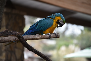 Filename=DSC_0310.JPG
Filesize=15498KiB
Dimensions=7360x4912
Date added=Sep 27, 2019 DSC_0310.JPG