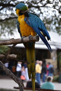 Filename=DSC_0311.JPG
Filesize=12929KiB
Dimensions=4912x7360
Date added=Sep 27, 2019 DSC_0311.JPG