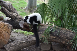 Filename=DSC_0314.JPG
Filesize=21201KiB
Dimensions=7360x4912
Date added=Sep 27, 2019 DSC_0314.JPG