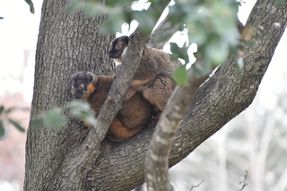 Filename=DSC_0318.JPG
Filesize=19594KiB
Dimensions=7360x4912
Date added=Sep 27, 2019 DSC_0318.JPG