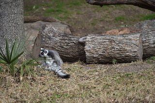 Filename=DSC_0323.JPG
Filesize=22257KiB
Dimensions=7360x4912
Date added=Sep 27, 2019 DSC_0323.JPG