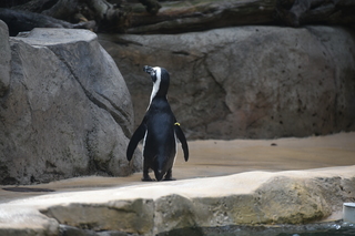 Filename=DSC_0330.JPG
Filesize=16183KiB
Dimensions=7360x4912
Date added=Sep 27, 2019 DSC_0330.JPG