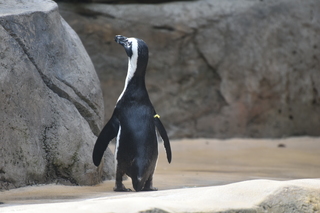 Filename=DSC_0331.JPG
Filesize=16703KiB
Dimensions=7360x4912
Date added=Sep 27, 2019 DSC_0331.JPG