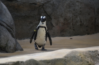 Filename=DSC_0332.JPG
Filesize=15673KiB
Dimensions=7360x4912
Date added=Sep 27, 2019 DSC_0332.JPG