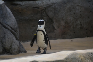 Filename=DSC_0333.JPG
Filesize=15537KiB
Dimensions=7360x4912
Date added=Sep 27, 2019 DSC_0333.JPG