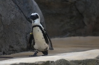 Filename=DSC_0335.JPG
Filesize=15876KiB
Dimensions=7360x4912
Date added=Sep 27, 2019 DSC_0335.JPG