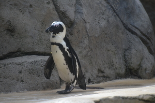 Filename=DSC_0337.JPG
Filesize=17128KiB
Dimensions=7360x4912
Date added=Sep 27, 2019 DSC_0337.JPG