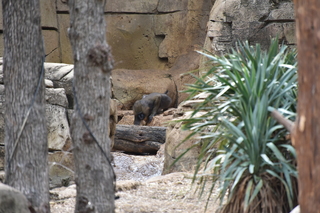 Filename=DSC_0342.JPG
Filesize=19257KiB
Dimensions=7360x4912
Date added=Sep 27, 2019 DSC_0342.JPG