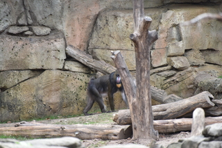 Filename=DSC_0350.JPG
Filesize=21627KiB
Dimensions=7360x4912
Date added=Sep 27, 2019 DSC_0350.JPG