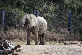 Filename=DSC_0356.JPG
Filesize=22761KiB
Dimensions=7360x4912
Date added=Sep 27, 2019 DSC_0356.JPG