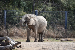 Filename=DSC_0357.JPG
Filesize=22833KiB
Dimensions=7360x4912
Date added=Sep 27, 2019 DSC_0357.JPG