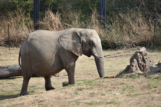 Filename=DSC_0359.JPG
Filesize=22023KiB
Dimensions=7360x4912
Date added=Sep 27, 2019 DSC_0359.JPG