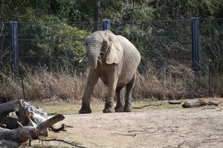 Filename=DSC_0360.JPG
Filesize=21951KiB
Dimensions=7360x4912
Date added=Sep 27, 2019 DSC_0360.JPG