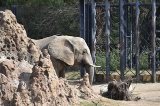 Filename=DSC_0363.JPG
Filesize=20469KiB
Dimensions=7360x4912
Date added=Sep 27, 2019 DSC_0363.JPG