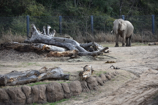 Filename=DSC_0365.JPG
Filesize=25041KiB
Dimensions=7360x4912
Date added=Sep 27, 2019 DSC_0365.JPG