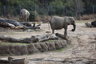 Filename=DSC_0368.JPG
Filesize=25209KiB
Dimensions=7360x4912
Date added=Sep 27, 2019 DSC_0368.JPG