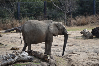 Filename=DSC_0371.JPG
Filesize=21704KiB
Dimensions=7360x4912
Date added=Sep 27, 2019 DSC_0371.JPG