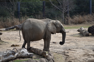 Filename=DSC_0372.JPG
Filesize=21264KiB
Dimensions=7360x4912
Date added=Sep 27, 2019 DSC_0372.JPG