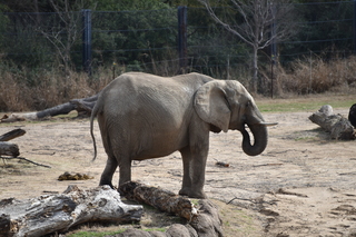 Filename=DSC_0374.JPG
Filesize=21676KiB
Dimensions=7360x4912
Date added=Sep 27, 2019 DSC_0374.JPG