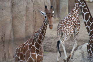 Filename=DSC_0380.JPG
Filesize=16961KiB
Dimensions=7360x4912
Date added=Sep 27, 2019 DSC_0380.JPG