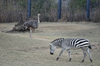 Filename=DSC_0382.JPG
Filesize=21497KiB
Dimensions=7360x4912
Date added=Sep 27, 2019 DSC_0382.JPG