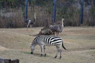 Filename=DSC_0390.JPG
Filesize=20558KiB
Dimensions=7360x4912
Date added=Sep 27, 2019 DSC_0390.JPG