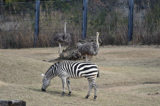 Filename=DSC_0391.JPG
Filesize=22627KiB
Dimensions=7360x4912
Date added=Sep 27, 2019 DSC_0391.JPG