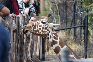 Filename=DSC_0392.JPG
Filesize=18030KiB
Dimensions=7360x4912
Date added=Sep 27, 2019 DSC_0392.JPG