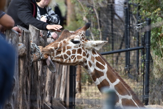 Filename=DSC_0393.JPG
Filesize=18038KiB
Dimensions=7360x4912
Date added=Sep 27, 2019 DSC_0393.JPG