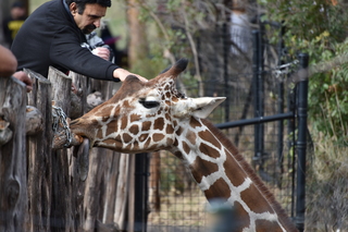 Filename=DSC_0394.JPG
Filesize=18884KiB
Dimensions=7360x4912
Date added=Sep 27, 2019 DSC_0394.JPG