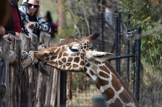 Filename=DSC_0395.JPG
Filesize=18381KiB
Dimensions=7360x4912
Date added=Sep 27, 2019 DSC_0395.JPG