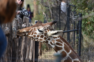 Filename=DSC_0396.JPG
Filesize=18342KiB
Dimensions=7360x4912
Date added=Sep 27, 2019 DSC_0396.JPG