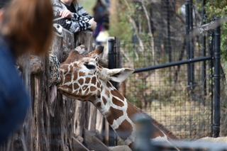 Filename=DSC_0398.JPG
Filesize=17939KiB
Dimensions=7360x4912
Date added=Sep 27, 2019 DSC_0398.JPG