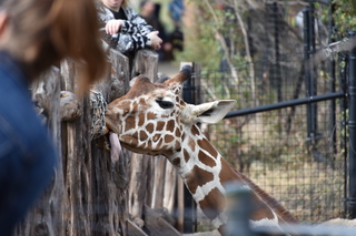 Filename=DSC_0399.JPG
Filesize=18366KiB
Dimensions=7360x4912
Date added=Sep 27, 2019 DSC_0399.JPG