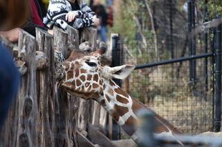 Filename=DSC_0400.JPG
Filesize=18005KiB
Dimensions=7360x4912
Date added=Sep 27, 2019 DSC_0400.JPG