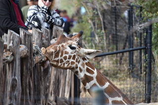 Filename=DSC_0403.JPG
Filesize=18537KiB
Dimensions=7360x4912
Date added=Sep 27, 2019 DSC_0403.JPG