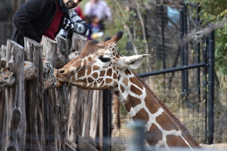 Filename=DSC_0404.JPG
Filesize=18585KiB
Dimensions=7360x4912
Date added=Sep 27, 2019 DSC_0404.JPG