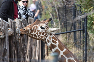 Filename=DSC_0405.JPG
Filesize=18749KiB
Dimensions=7360x4912
Date added=Sep 27, 2019 DSC_0405.JPG