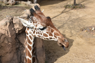 Filename=DSC_0410.JPG
Filesize=17980KiB
Dimensions=7360x4912
Date added=Sep 27, 2019 DSC_0410.JPG