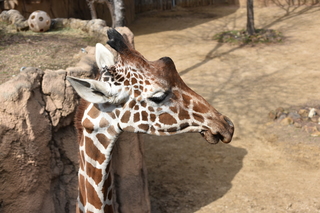 Filename=DSC_0411.JPG
Filesize=18476KiB
Dimensions=7360x4912
Date added=Sep 27, 2019 DSC_0411.JPG