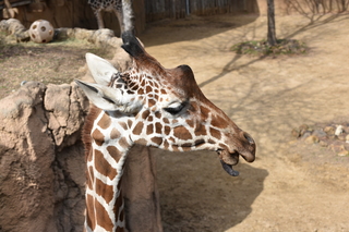 Filename=DSC_0412.JPG
Filesize=18530KiB
Dimensions=7360x4912
Date added=Sep 27, 2019 DSC_0412.JPG