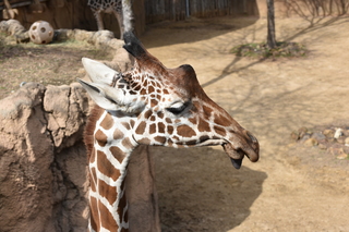 Filename=DSC_0413.JPG
Filesize=18472KiB
Dimensions=7360x4912
Date added=Sep 27, 2019 DSC_0413.JPG