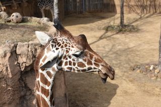 Filename=DSC_0414.JPG
Filesize=18304KiB
Dimensions=7360x4912
Date added=Sep 27, 2019 DSC_0414.JPG