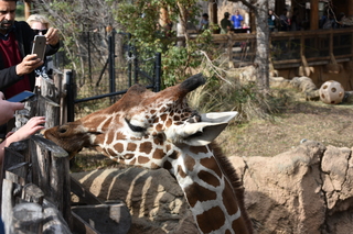 Filename=DSC_0417.JPG
Filesize=19235KiB
Dimensions=7360x4912
Date added=Sep 27, 2019 DSC_0417.JPG