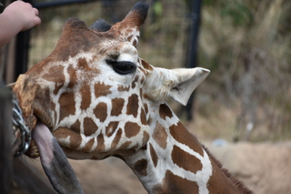 Filename=DSC_0419.JPG
Filesize=17018KiB
Dimensions=7360x4912
Date added=Sep 27, 2019 DSC_0419.JPG