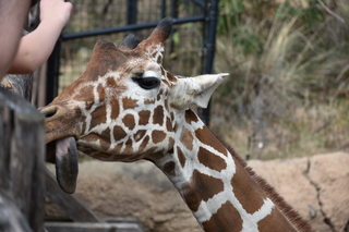 Filename=DSC_0420.JPG
Filesize=17492KiB
Dimensions=7360x4912
Date added=Sep 27, 2019 DSC_0420.JPG