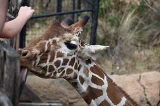 Filename=DSC_0421.JPG
Filesize=17413KiB
Dimensions=7360x4912
Date added=Sep 27, 2019 DSC_0421.JPG