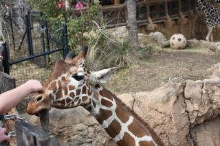 Filename=DSC_0422.JPG
Filesize=18164KiB
Dimensions=7360x4912
Date added=Sep 27, 2019 DSC_0422.JPG